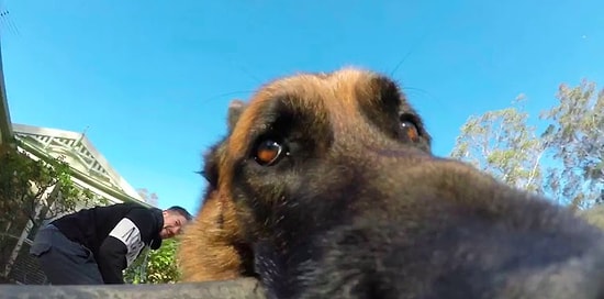 Собака решила поиграть с хозяином, держа палку GoPro в зубах