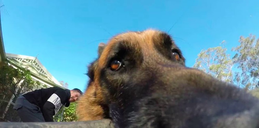 Собака решила поиграть с хозяином, держа палку GoPro в зубах