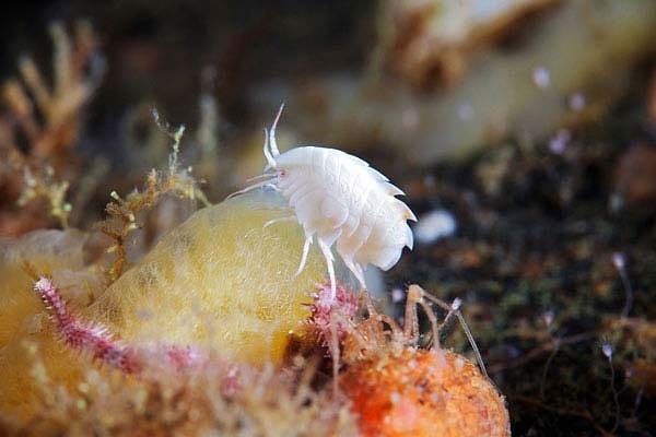 9. Какой обитатель водной стихии славится репутацией отшельника?