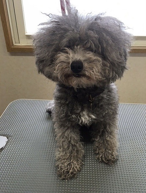 3. Преображения настолько сильны, что большинство хозяев с трудом узнает своих собак после стрижки