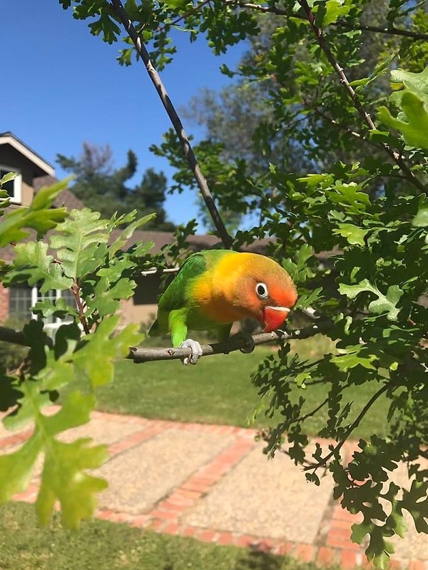 3. В середине прошлого года Маура заметила, что ее любимый питомец приуныл и выглядит понуро и одиноко...