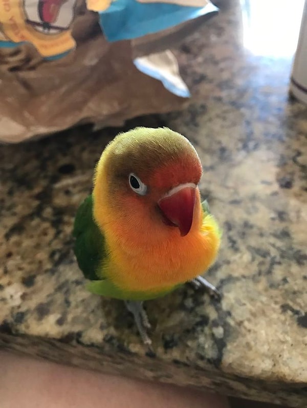 6. Но, видно, между птицами не пробежала та самая искра, и Киви, к огромному сожалению, снова остался один-одинешенек.