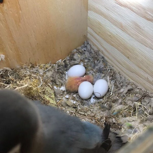 14. 4 птенца ждали своего часа!