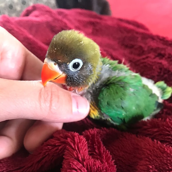 18. И тут у птенцов начал проявляться довольно впечатляющий окрас оперения.