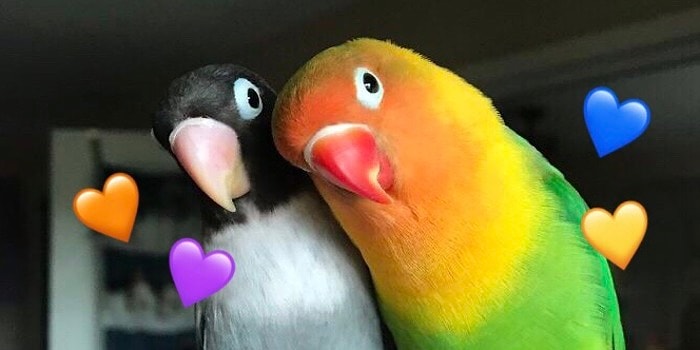 Такие разные, но всё-таки они вместе: История любви двух попугаев, которая покорила интернет