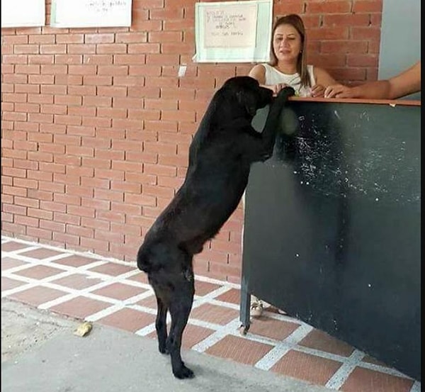 Пёс оказался очень наблюдательным. Он заметил, что все студенты, приходящие в столовую, дают сотрудникам за прилавком какую-то бумажку (деньги, конечно :), а взамен получают вкусную еду.