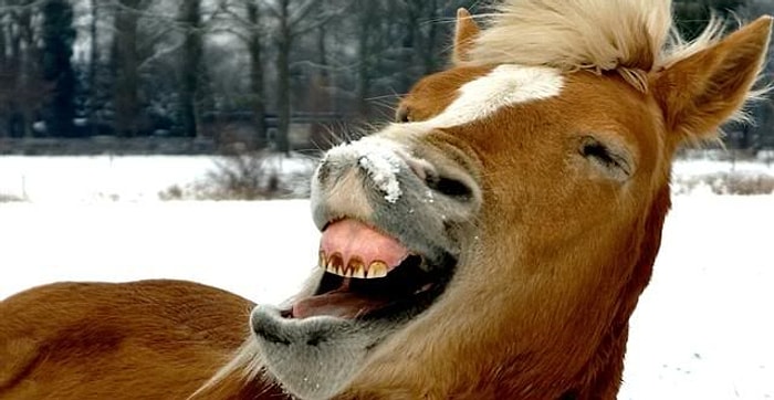 Уличенный в надругательстве над лошадью мужчина заявил, что та сама дала свое согласие, подмигнув ему