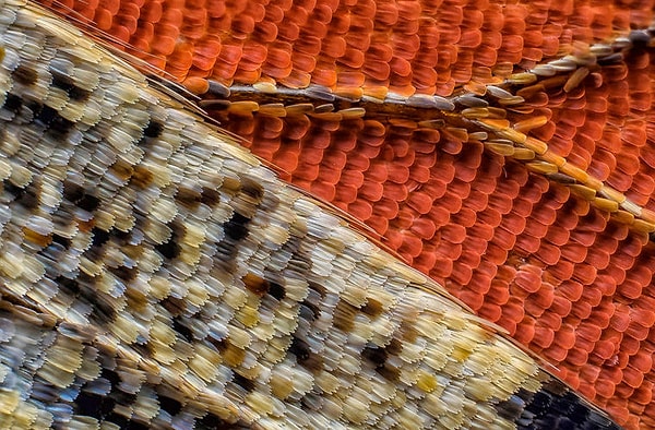 1. Что на фото?