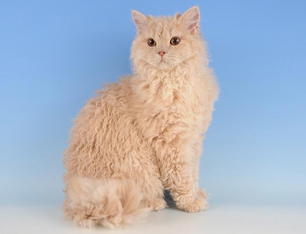 9. Какая это порода?