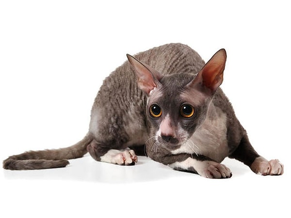 6. Какая это порода?