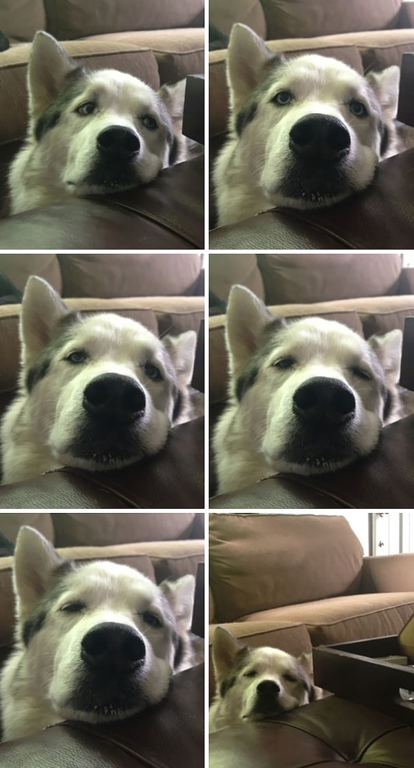 19. Возраст собаки можно определить по тому, как она просит еду