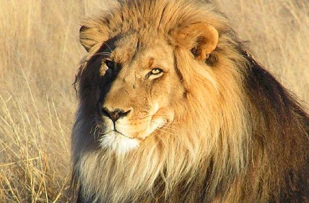 1. 2013 yılının mart ayında bir kadın, Zimbabve'de açık alanda seks yaparken bir aslan tarafından öldürüldü.