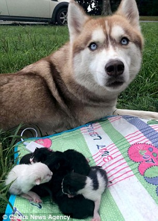 7. Любви этой собаки уж точно хватит на всех, ведь в отличие от тех, кто выбросил милых новорождённых котят, у питомца огромное и доброе сердце 😍