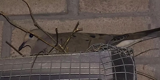 Парень боролся с пернатыми в течении 4-х лет. И с каждым кадром история становилась только смешнее