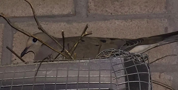 Парень боролся с пернатыми в течении 4-х лет. И с каждым кадром история становилась только смешнее