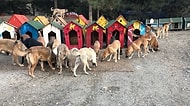 Güzel Şeyler de Oluyor! 700 Köpeğe Ev Sahipliği Yapan Harika Proje: ‘Patiliköy’
