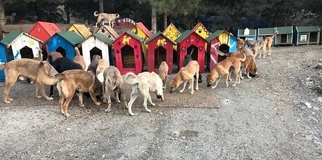 Güzel Şeyler de Oluyor! 700 Köpeğe Ev Sahipliği Yapan Harika Proje: ‘Patiliköy’