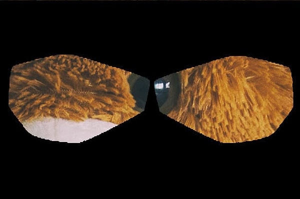 5. Что видите перед собой?