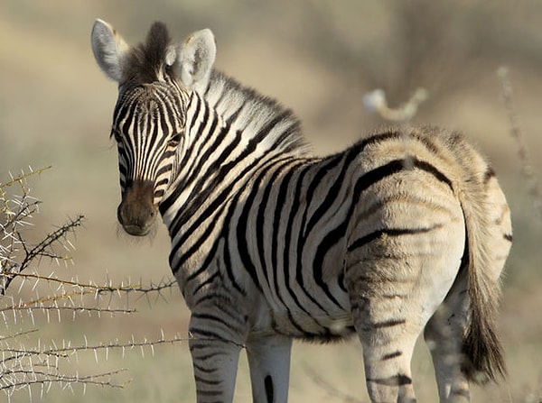 Интеллектуал