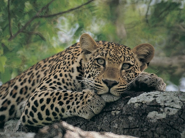 Неординарный