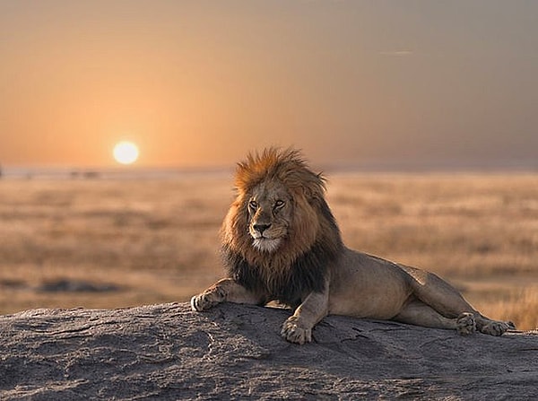 Общительный