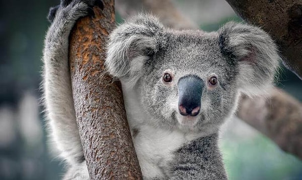 Коала!