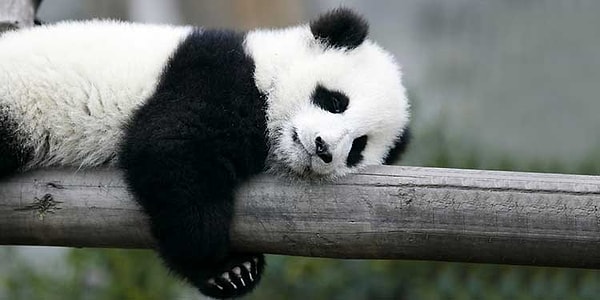 Панда!