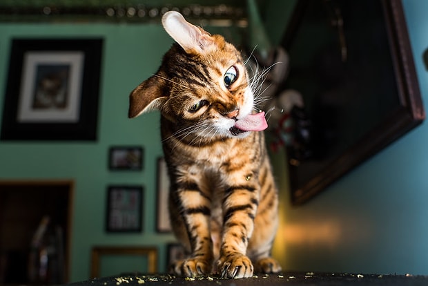 Kedi Nanesiyle Kendinden Gecen Kedilerin Birbirinden Sevimli Hallerini Mutlaka Gormelisiniz