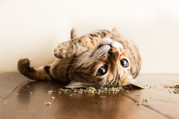 Kedi Nanesiyle Kendinden Gecen Kedilerin Birbirinden Sevimli Hallerini Mutlaka Gormelisiniz