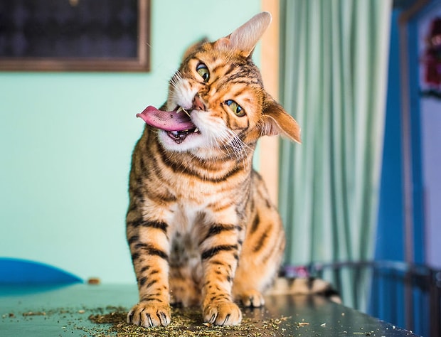 Kedi Nanesiyle Kendinden Gecen Kedilerin Birbirinden Sevimli Hallerini Mutlaka Gormelisiniz