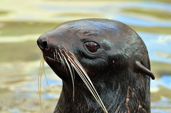 15. Голова тюленя