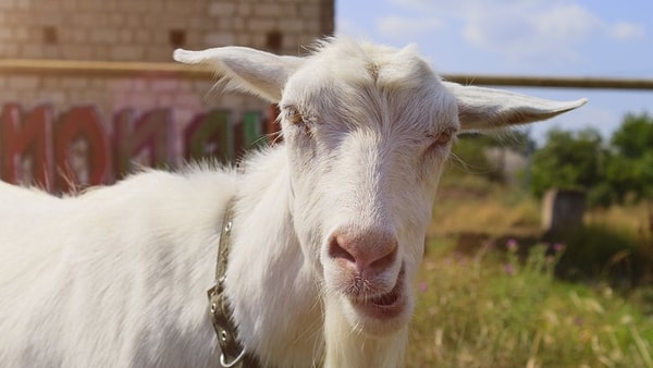 2. До виагры существовала пересадка козьих яичек