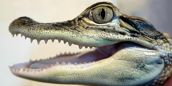 14. 70 животных