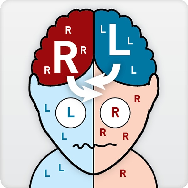 7. Левое полушарие управляет мышцами левой половины тела, а правое - правой