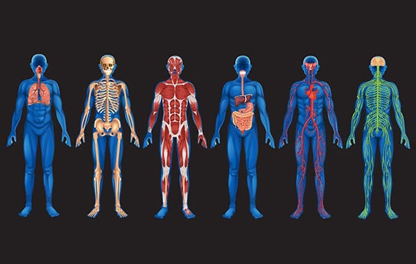 3. Сколько костей имеет средний взрослый человек?