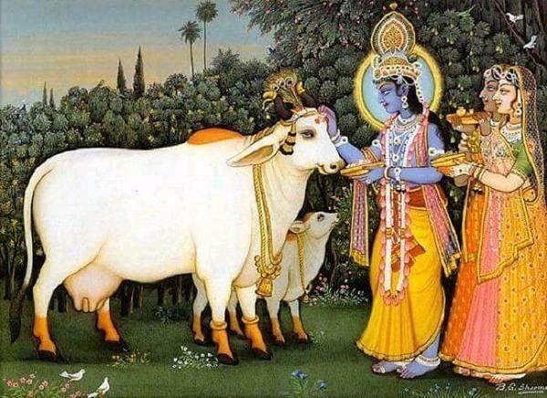 Kutsal inekleri ile ünlü Hinduların, takdis olmak için ineklerin idrarını içtikleri bilinir. Himalayalar'da inek idrarı dini törenlerde kullanılır. Günahlardan en iyi idrar sayesinde arınıldığına inanılır.