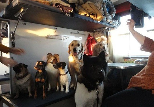 14. Как вам такие пассажиры?