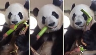 Bambu Yerken Kaydedilen Görüntüleriyle İnsanın İştahını Açan Minnoş Panda