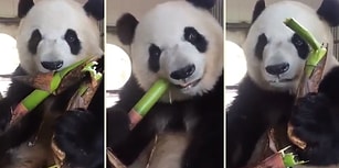 Bambu Yerken Kaydedilen Görüntüleriyle İnsanın İştahını Açan Minnoş Panda