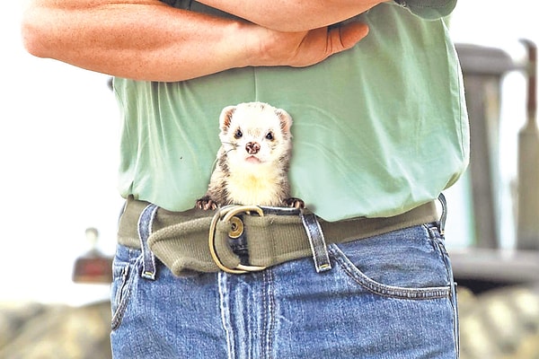 6. Хорёк-в-штанах