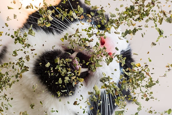 Кроме того, есть мнение, что "кошачья трава" обладает эффектом афродизиака.