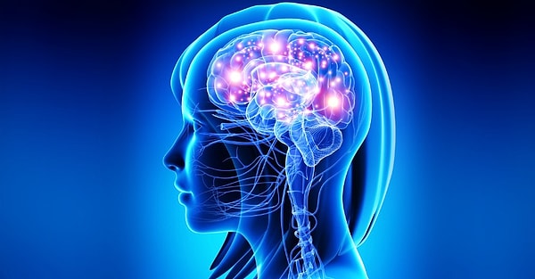 1. Свойство человеческого мозга меняться под действием опыта называется нейропластичностью.