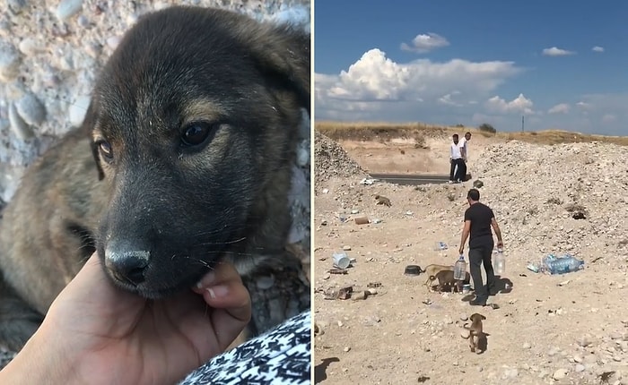 Dağ Başına Bırakılan Onlarca Yavru Hayvanı Instagram'dan Yaptıkları Çağrıyla Sıcak Yuvalara Kavuşturan Güzel İnsanlar