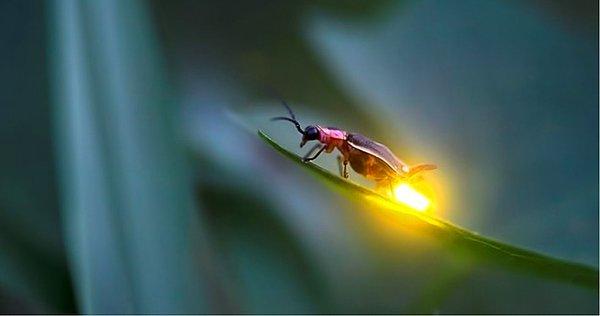 1. Ateş böceği nasıl ışık saçıyor?