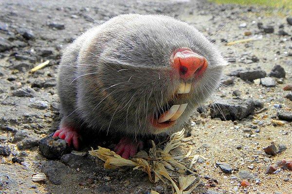 "Russian Mole" türü o fenomen köstebek