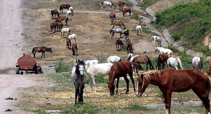 Büyükada'ya Sokulmayan 220 At, 2 Aydır Güneşin Altında Bekliyor: 'Günden Güne Ölüyorlar'