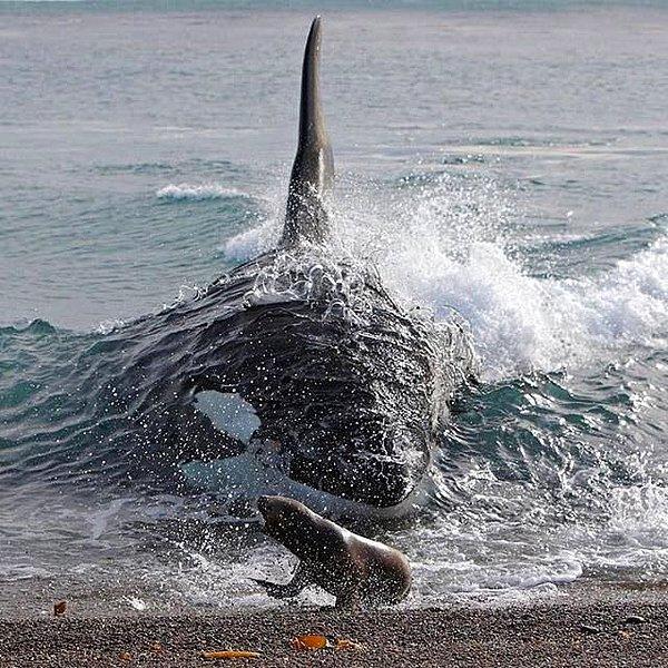 16. Katil balina, avına çok çok yakın!