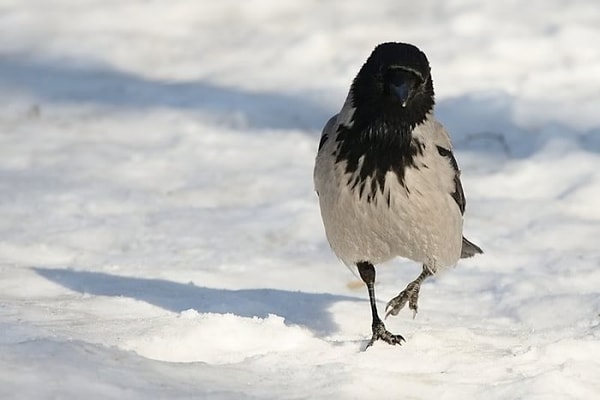 2. Чего ждать, если ворона приземлилась на снег?