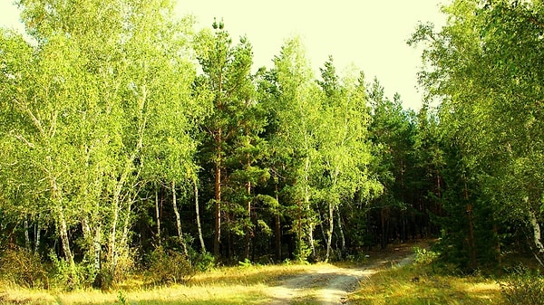 5. Если в день Анны Зимоуказательницы, 7 августа, стоит жаркая и ясная погода, то зима будет...