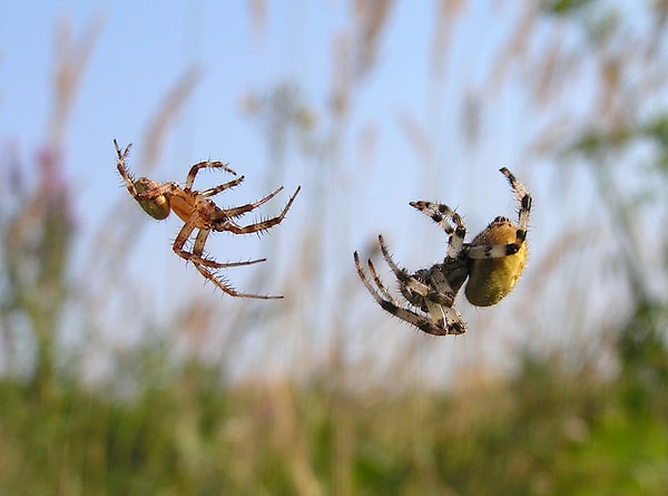 6. Чего ждать, если паук начинает выпускать длинные нити и раскачиваться на них?